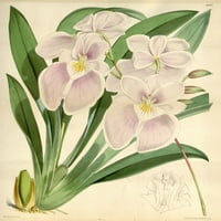 Pink Lillies Orchides Poster Print
