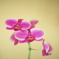 Ružičaste orhideje na zlatnoj pozadini; Havaji, Sjedinjene Američke Države Kicka Witte Design Pics