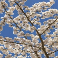 Washington, Seabeck Cherry Treery Cvjetovi od Don Paulsona