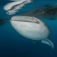 Veliki kitovi morski pas koji dolazi do sifonske vode iz ribolovnih mreža, sa usta su se odražavale