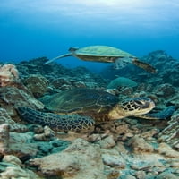 Zelene morske kornjače, Chelonia Mydas, ugrožena vrsta, Havaji. Poster Print od Davida Fleethama