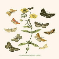 Evropske leptire i moljac Poster Print W.F. Kirby