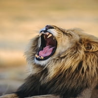 Snarling muški lav Afrika Tom Soucek dizajn slika