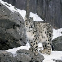 Maloljetni snijeg leopard, životinje neugodene vrhunske fotografske ispisa Zidna umjetnost Lynn m ^