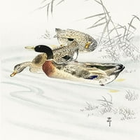 Tri patke u plitkoj vodi s posterama Reeds Print by Ohara Koson 55261