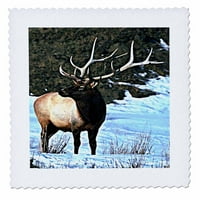 Elk Quart QS-676-1