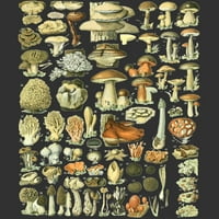 Gljive - Botanička ilustracija Art Muška građa za grafikon Grafički rezervoar - dizajn od strane ljudi