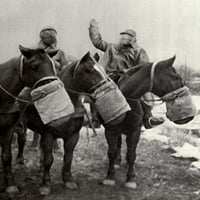 Anti-plinska nosna torba za francuske vojske konja u Drugom svjetskom ratu. 1917. Životinje su prihvatile
