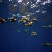 Spinner Delphins, Stenella Longirostris, putovanja u velikim grupama oko otoka Havaja. Poster Print