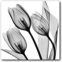 Splendid Monotone Tulips galerija zamotana rastegnuta platna