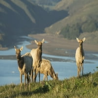 Tule Elk u poenjskoj rejs nacionalnom morskom obalu; Kalifornija, Sjedinjene Američke Države Poster