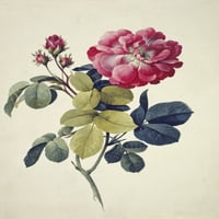 Rosa CenteriFolia, mahovina Rose Poster Print Mary Evans Prirodnjački muzej