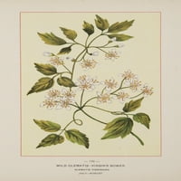 Divlje cvijeće Amerike Wild Clematis-Virgin Bower Poster Print nepoznato