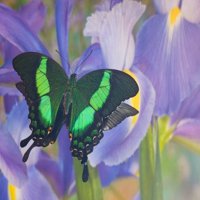 Zeleni gutavac leptir, Papilio Palinurus Daedalus, u razmišljanju s holandskim irisom postera Print