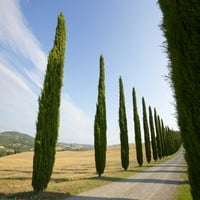Italija, Toskana Road and Cypress drveće Gilles Delisle