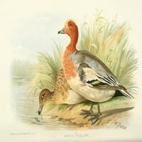 Indijske sportske ptice eurasiona Wigeon Poster Print by Foster. W.h