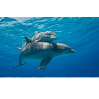Realistična ploča tkanine za majku i telefju delfin