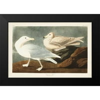 Audubon, John James Crni moderni uokvireni muzej Art Print pod nazivom - PL Burgomaster Galeb