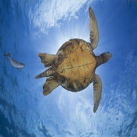 Ova mužjaka zelena morska kornjača, ugrožena vrsta, usko prati opačena jednoroga riba; Havaji, Sjedinjene