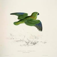 Psittacidae ovratni papagaški poster Print Edward Lear