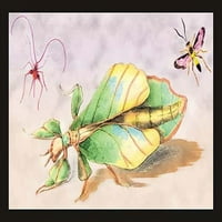 Iluustrirana ploča iz knjige, Uvod u entomologiju od škotskog prirodosloja, James Duncan. Poster Print