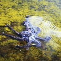 Havaji, dan hobotnice sjede u plitkoj vodi. Print plakata